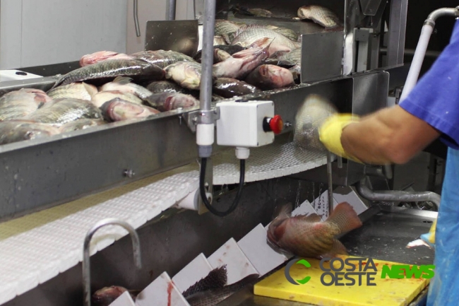 Líder na produção de pescados, Paraná prevê crescimento de 20%