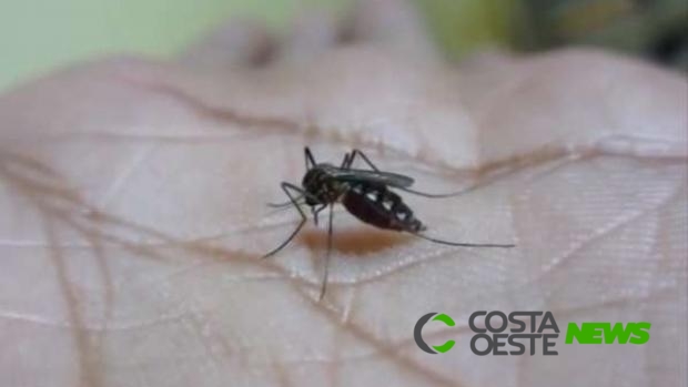 Número de casos de dengue assusta no Paraná