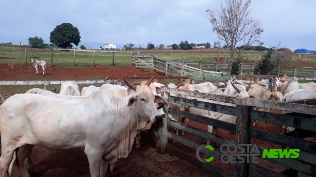 Produtores tem essa semana para apresentar comprovação de vacinação contra febre aftosa