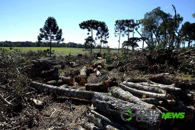 MP que alterava Código Florestal caducou nesta segunda (03)