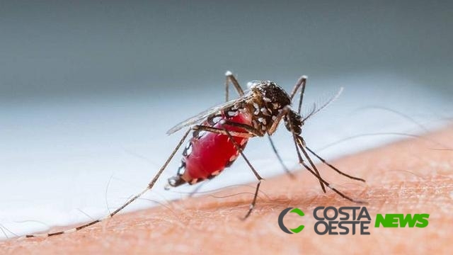 ???Novo??? sorotipo da dengue aumenta o número de mortes no Paraná e a tendência é piorar