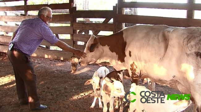 Vaca dá à luz bezerras trigêmeas por reprodução natural, em Assis Chateaubriand