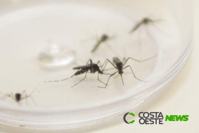 Paraná registra primeiro óbito por dengue do novo período epidemiológico