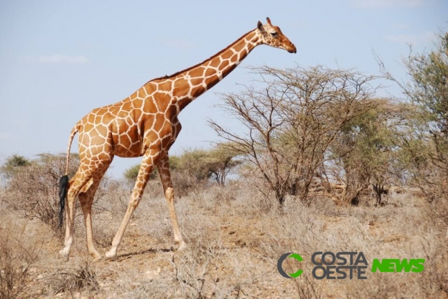 O coração da girafa