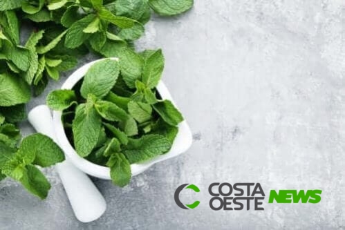 3 soluções com menta para os problemas digestivos