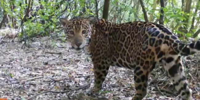 Três novos filhotes de onça pintada são fotografados no Parque Nacional