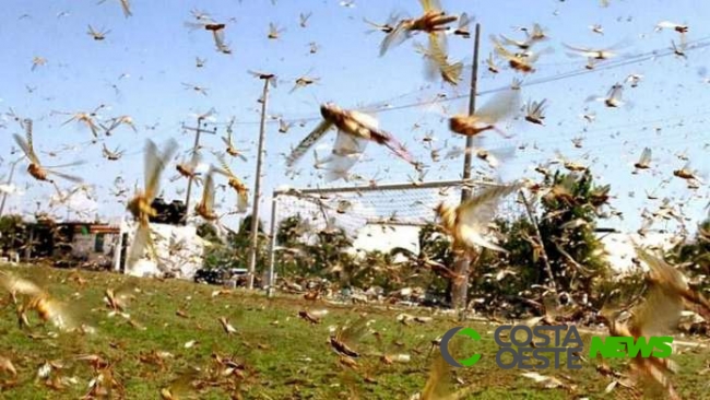 Plano para conter gafanhotos tem mais de 400 aeronaves à disposição no RS