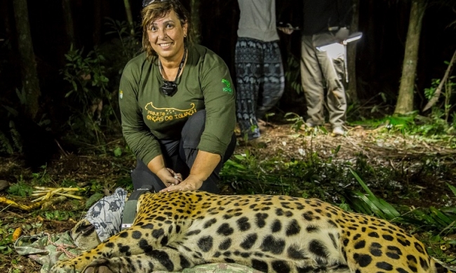 Projeto Onças do Iguaçu é fundamental para conservação da espécie no Parque Nacional do Iguaçu