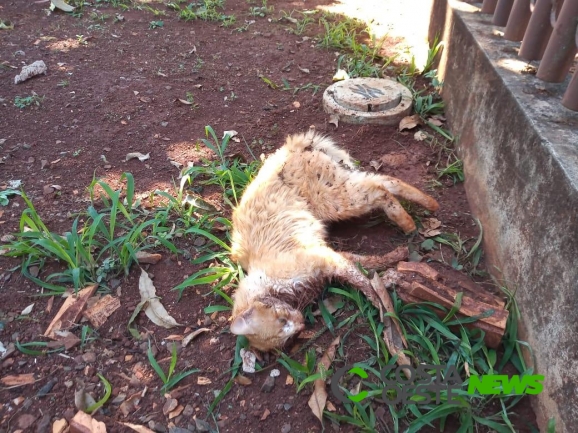 Comunidade denuncia suspeita de envenenamento de gatos em Santa Helena