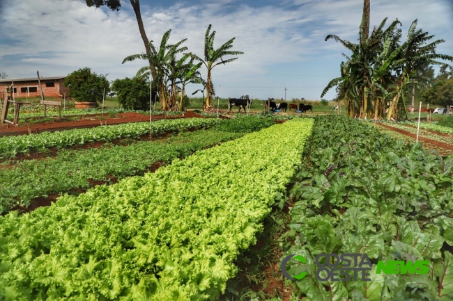 Procura por orgânicos aumenta com a pandemia