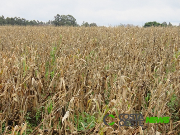 Com colheita abaixo de 50%, chuva impossibilita trabalhos em Santa Helena