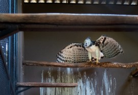 Créditos: Rubens Fraulini / Itaipu Binacional