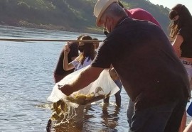 Em quatro meses, rios do Paraná são repovoados com 500 mil peixes nativos. Foto: SEDEST