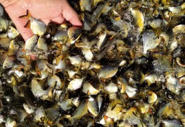 Em quatro meses, rios do Paraná são repovoados com 500 mil peixes nativos. Foto: SEDEST