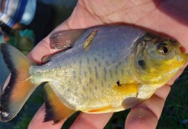 Em quatro meses, rios do Paraná são repovoados com 500 mil peixes nativos. Foto: SEDEST