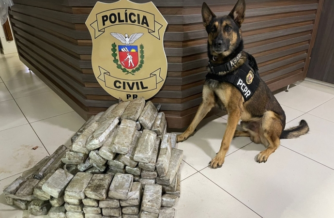 Ações dos cães policiais da PCPR resultam na apreensão de mais de 10 toneladas de drogas em 2022