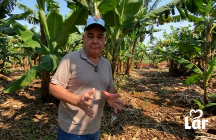 Banana prata e caturra impulsonam a agricultura em Foz do Iguaçu