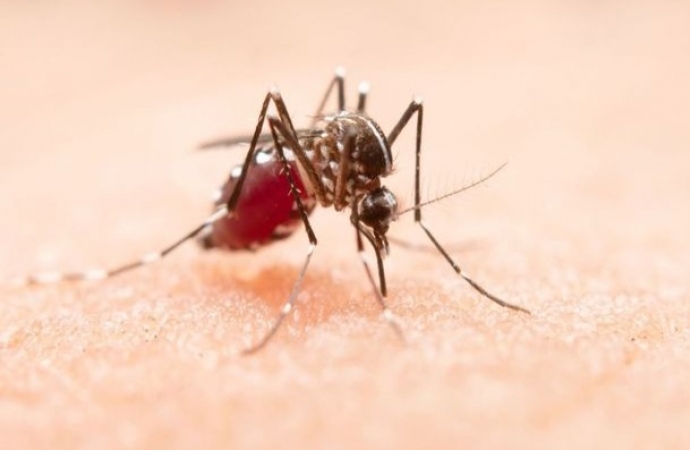 Com 11,9%, Santa Helena é o município com maior índice de infestação predial da dengue