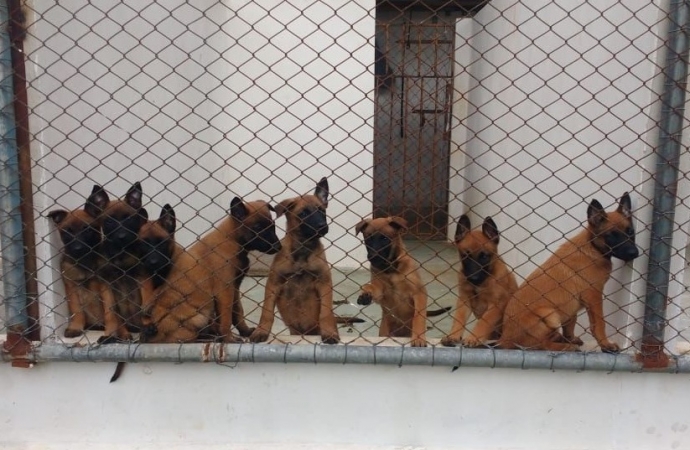 Da escolha na matilha até a aposentadoria: como é a carreira de um cão policial na Polícia Penal do Paraná?