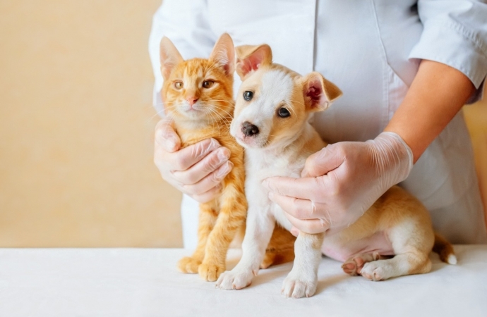 Faculdade UNIGUAÇU alerta donos de pets para prevenção contra doenças renais