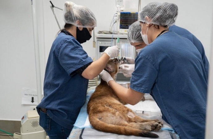 Onça recebe tratamento experimental em centro de atendimento da fauna silvestre