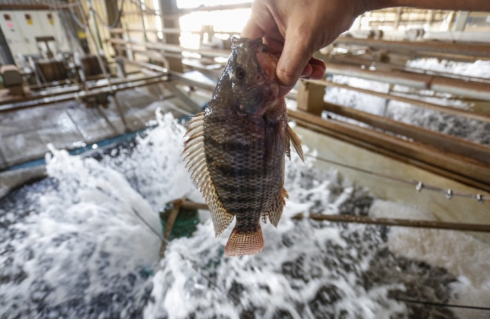 Paraná tem dez cidades entre as campeãs nacionais da pecuária e aquicultura