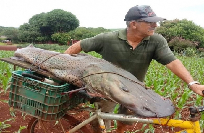 Pintado de mais de 40 kg rende um mil reais para pescador