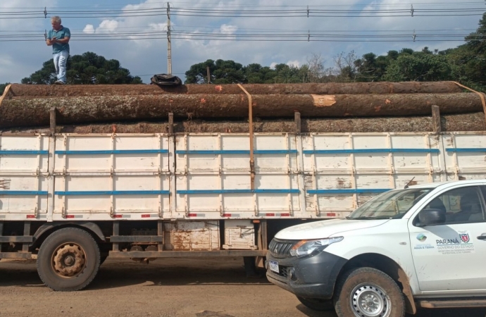 Regional do IAT apreende carga ilegal com 24 toras de araucária no município de Pinhão