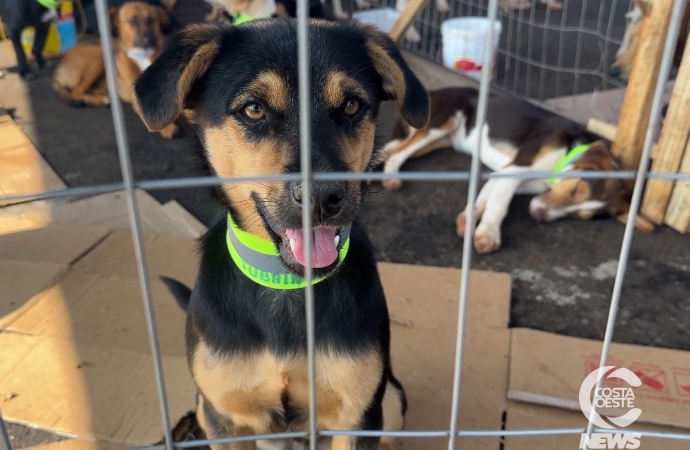 São Miguel do Iguaçu: Amor sem Coleiras realiza II feira de adoção de animais