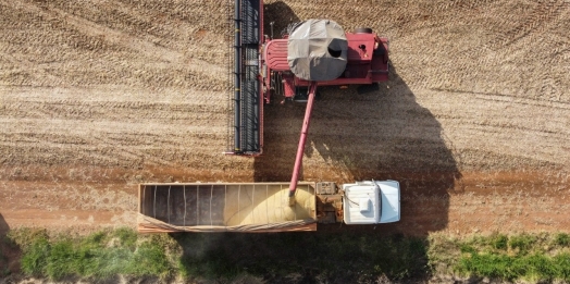 35 cidades do Paraná têm Valor Bruto da Produção Agropecuária superior a R$ 1 bilhão