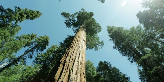 A árvore gigantesca