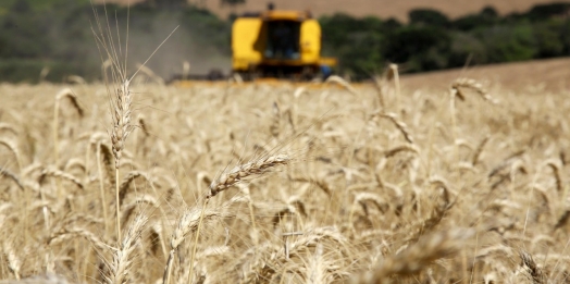 Adesão obrigatória da nota fiscal eletrônica do produtor rural é adiada para fevereiro