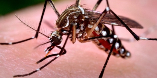 Arrastão contra a dengue começa nesta terça-feira em Missal