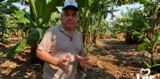 Banana prata e caturra impulsonam a agricultura em Foz do Iguaçu