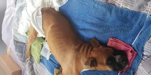 Boxer resgatada após ser abandonada em bolsa em Santa Helena recebe alta e se recupera em casa