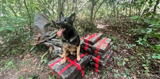 BPFRON apreende 300 kg de maconha em Santa Helena