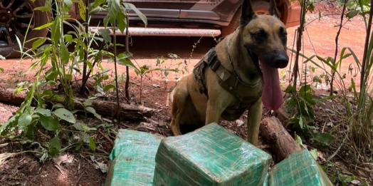 BPFRON apreende drogas em Santa Helena com auxílio do cão farejador