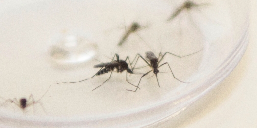 Brasil tem 391 mortes por dengue