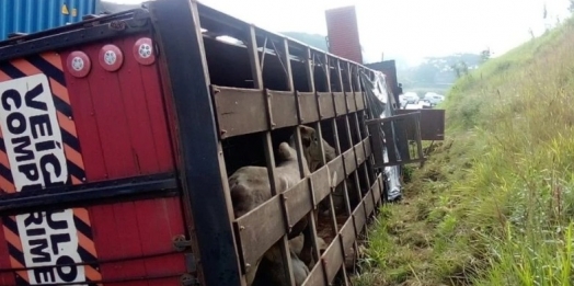 Caminhão carregado com bois tomba na BR-277