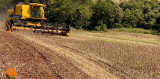 Colheita da soja 24/25 no Oeste do Paraná: desafios climáticos, custos elevados e resiliência no campo