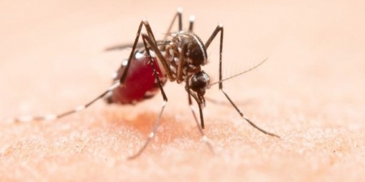Com 11,9%, Santa Helena é o município com maior índice de infestação predial da dengue