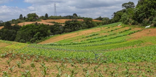 Com 3,9 mil agricultores certificados, Paraná lidera produção orgânica do Brasil