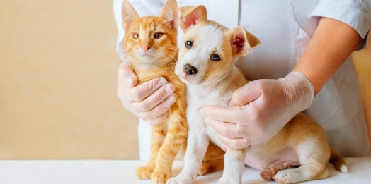 Faculdade UNIGUAÇU alerta donos de pets para prevenção contra doenças renais