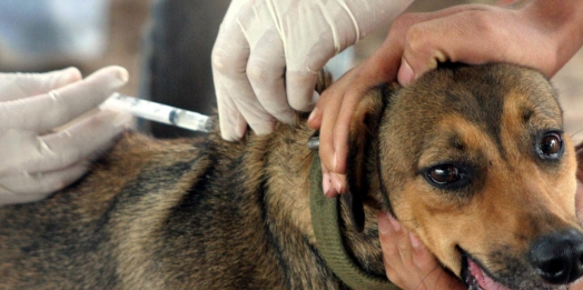 Guaíra realiza vacinação antirrábica para cães e gatos