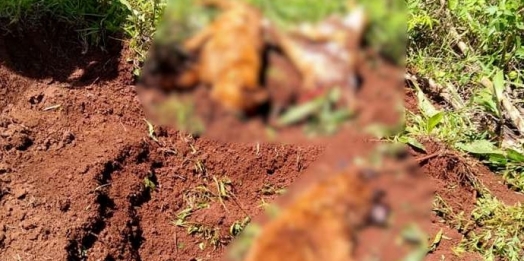 Idoso é preso em flagrante após matar e enterrar cachorros em Cascavel