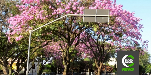 Ipês-rosa embelezam ruas e avenidas de Santa Helena e anunciam a chegada do inverno