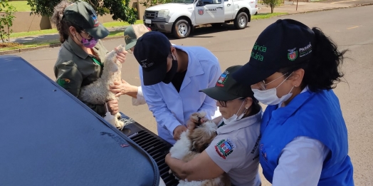 Medianeira registra caso de Leishmaniose Canina importada