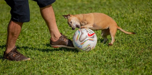 Missal cria programa municipal de Defesa e Proteção Animal