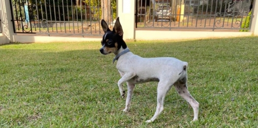 Moradora de São Miguel oferece gratificação para encontrar cachorrinha que sumiu próximo a Sanepar