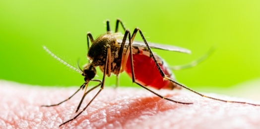 Novo boletim da dengue confirma queda de casos, mas calor atípico mantém alerta em Santa Helena